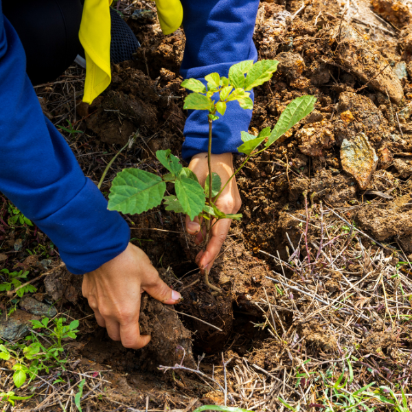 How We Offset Timber’s Impact on the Environment