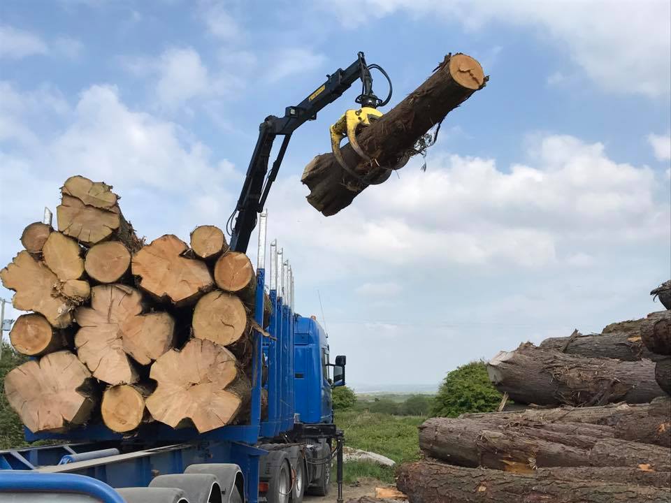 Cedar and Larch Board Samples