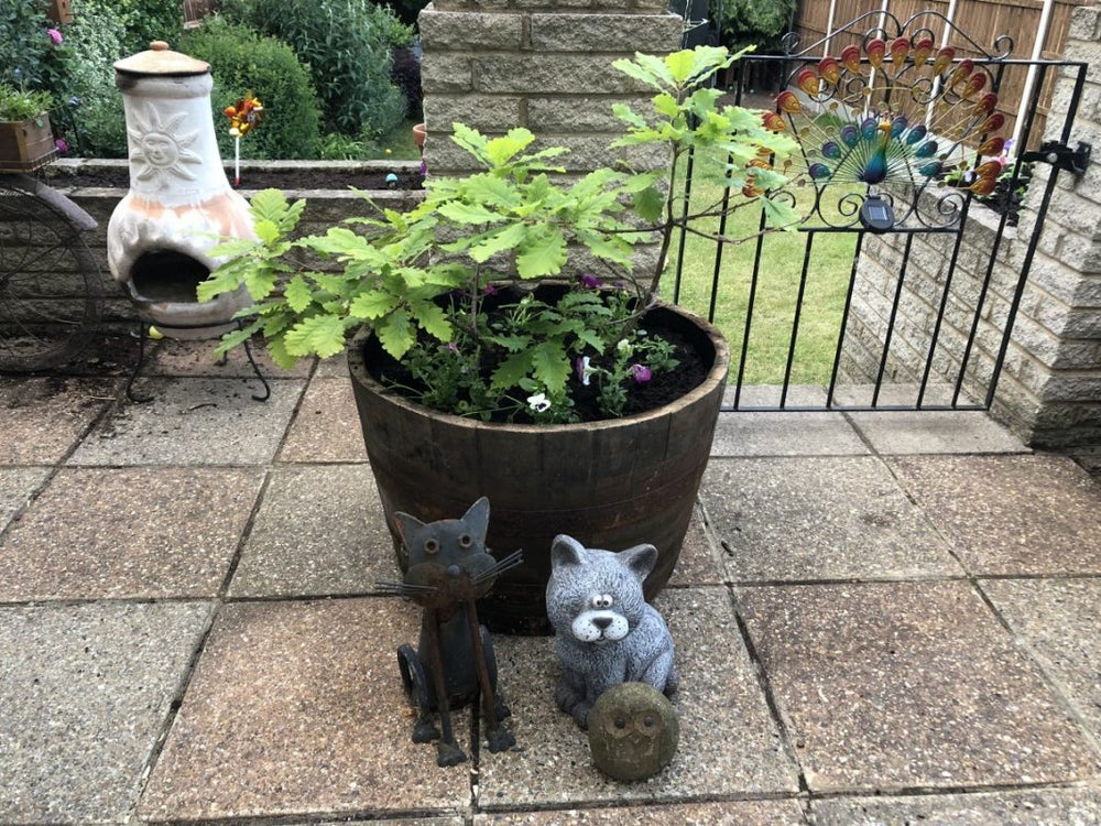 Oak Whisky Half Barrel Planters