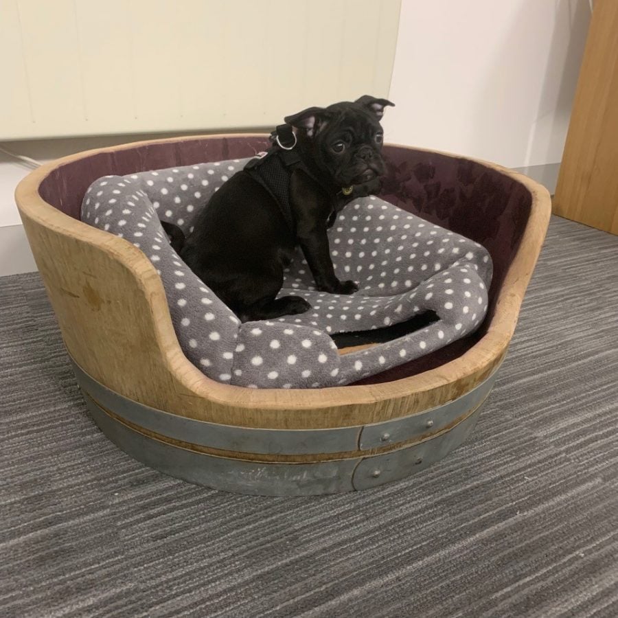 Wine Barrel Dog Bed - Oak Staves with Steel Bands