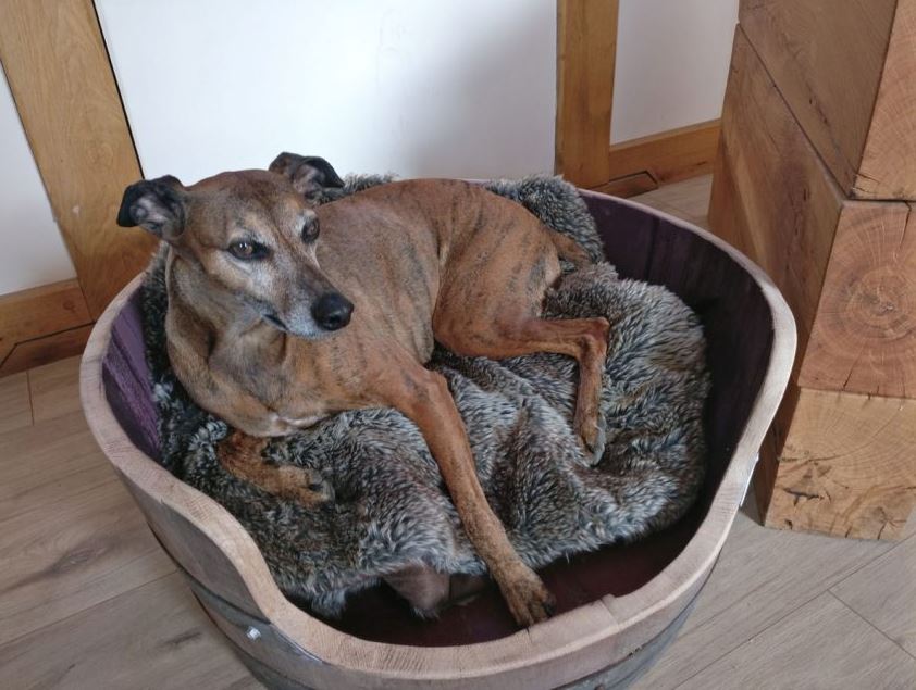 
                      
                        Wine Barrel Dog Bed - Oak Staves with Steel Bands
                      
                    