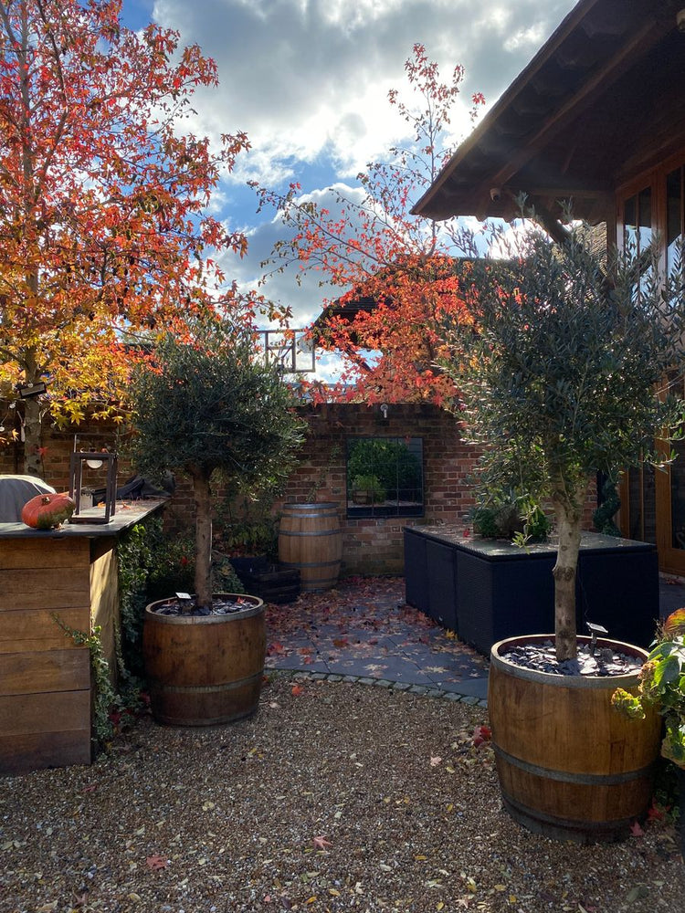 
                      
                        Oak Wine Barrel Planters - Quarter, Half and Three-Quarter
                      
                    