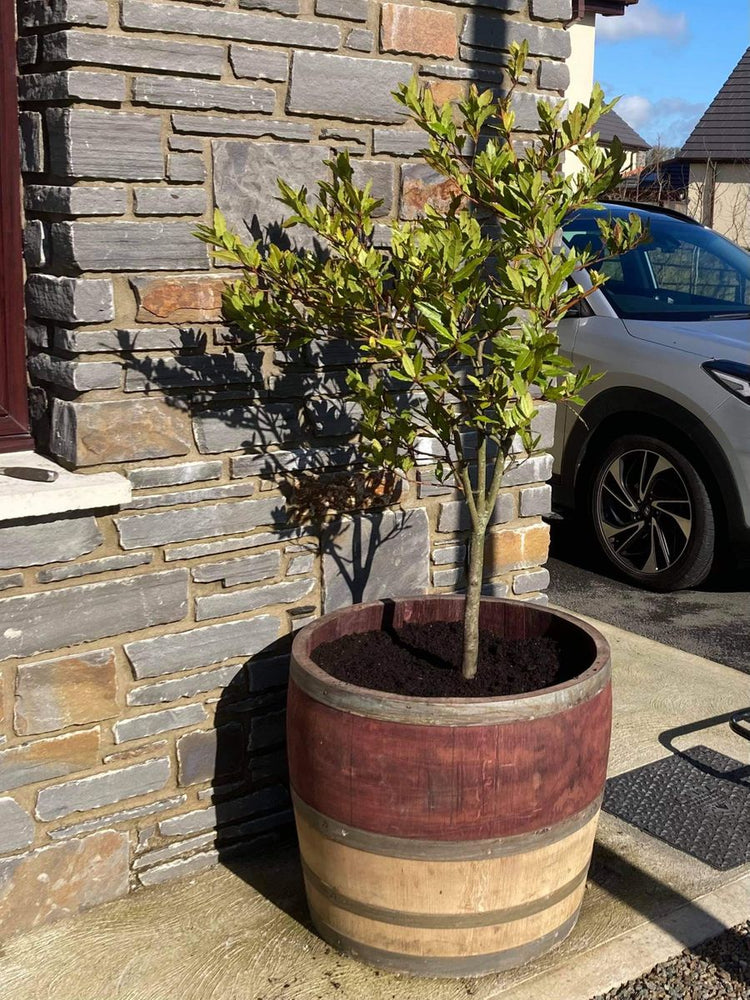 Oak Wine Barrel Planters - Quarter, Half and Three-Quarter